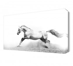 Beyaz Koşan At Canvas Tablo