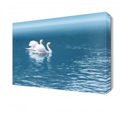 Mavi Gölde Yüzen Kuğular