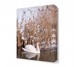 Sazlıklar Arasında Beyaz Kuğu Tablosu