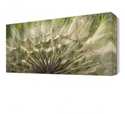 Dekoratif Karahindiba