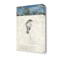 Kuş Anatomisi Tablo