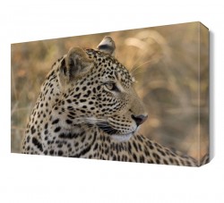 Benekli Aslan Tablosu