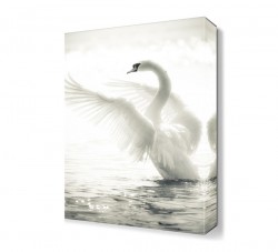 Kanatlarını Açan Kuğu Tablosu