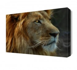Büyük Aslan Canvas Tablo