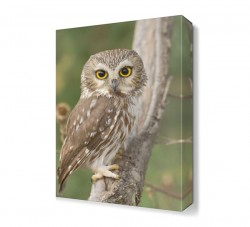 Yavru Baykuş Tablosu