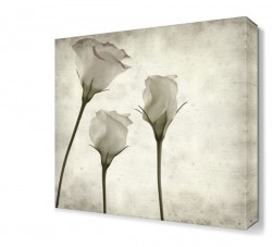 Üç Beyaz Gül Tablosu