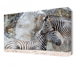 Eş Zebralar Tablosu