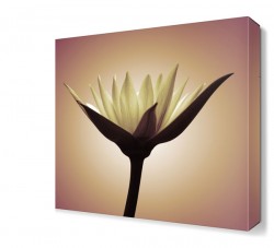 Beyaz Çiçek 2 Canvas Tablo