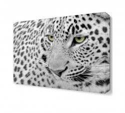 Siyah Beyaz Aslan Tablosu