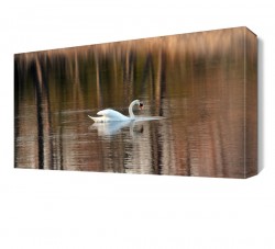 Göldeki Yanlız Kuğu Tablosu