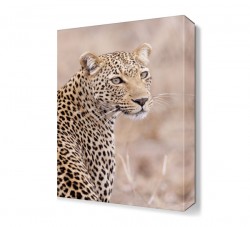 Leopar 2 Tablo