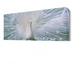 Beyaz Tavus Kuşu Tablosu