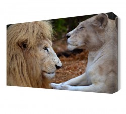 Yeleli 2 Aslan Tablosu