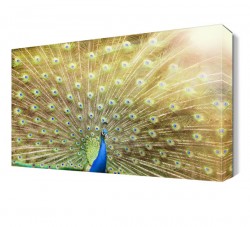 Kanatlarını Açan Tavus Kuşu Tablosu