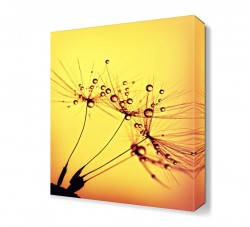 Sulu Çiçek Tablosu