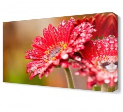 Çiğ ve Kasımpatı2 Tablosu (1)