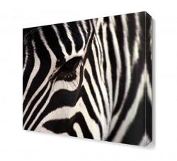 Zebra Çizgileri Canvas Tablo