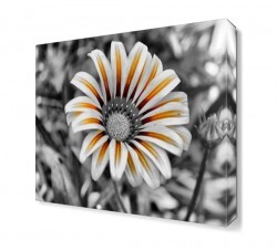 Renksiz Papatya Canvas Tablo (1)