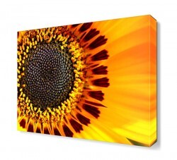 Ay Çiçeği Tablosu (1)