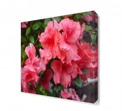 Açelya Çiçeği Tablosu (1)