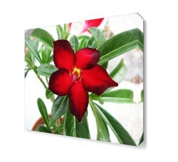 Ada Soğanı Çiçeği Tablosu (1)