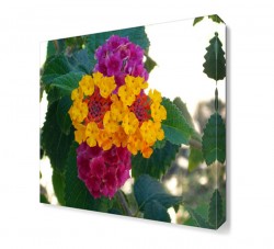 Aeonyum Çiçeği Tablosu