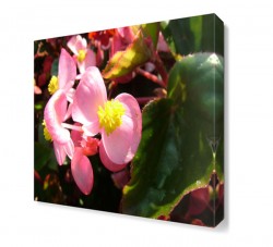 Begonya Çiçeği Tablosu