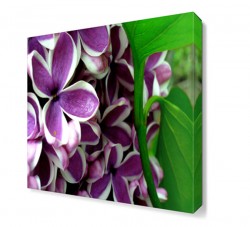 Mor Beyaz Leylak Tablosu