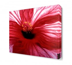 Kırmızı Güzel Çiçek Tablosu