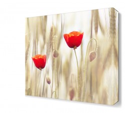 İki Gelincik Tablosu